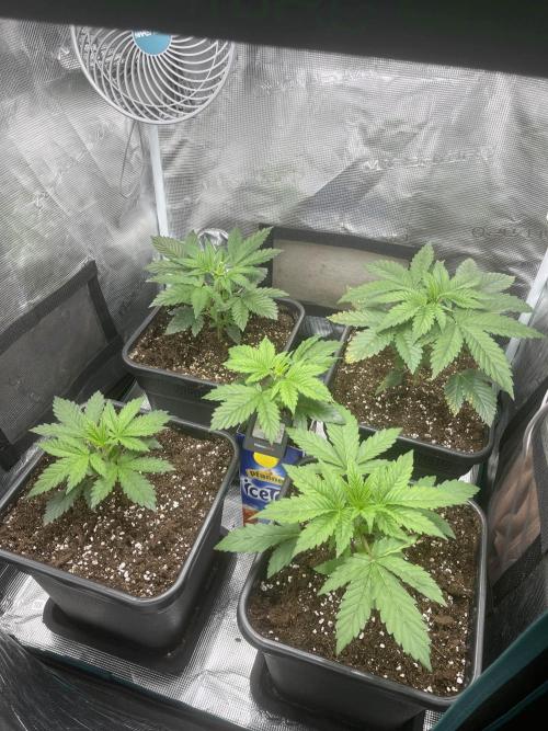Mimosa x Orange Punch. Week 3