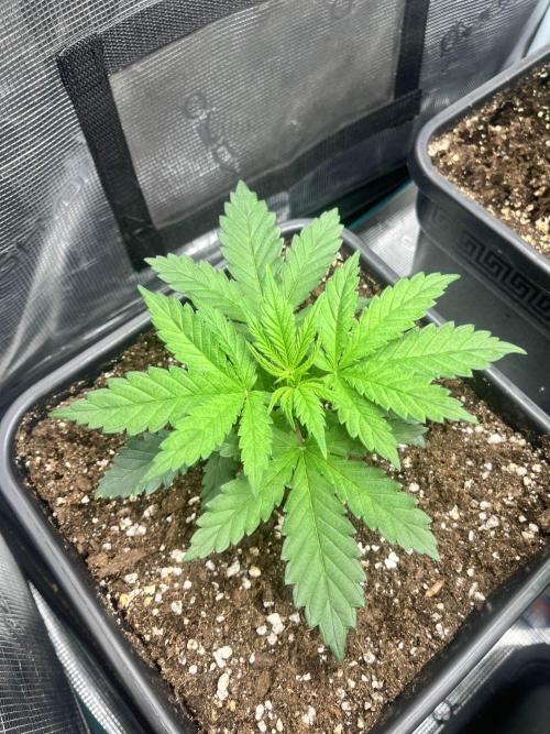 Mimosa x Orange Punch. Week 3