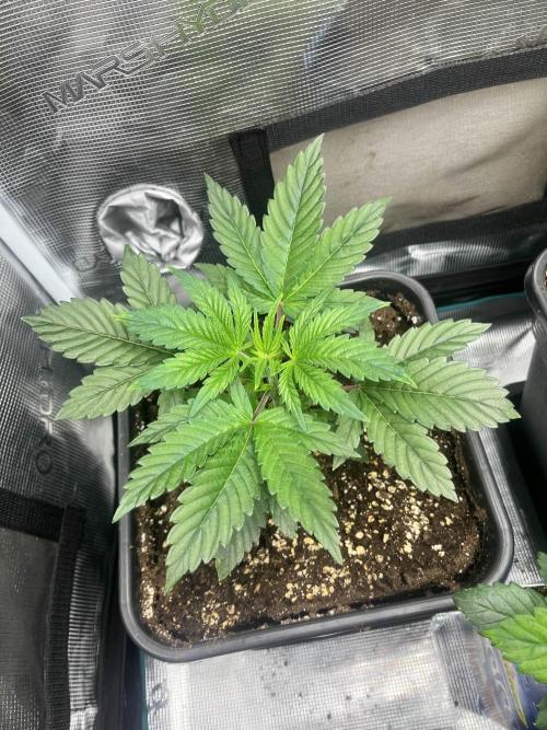 Mimosa x Orange Punch. Week 3