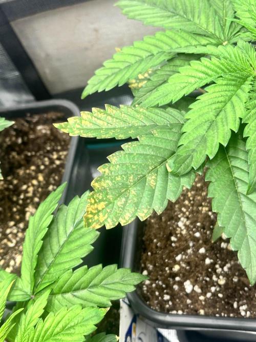 Mimosa x Orange Punch. Week 3