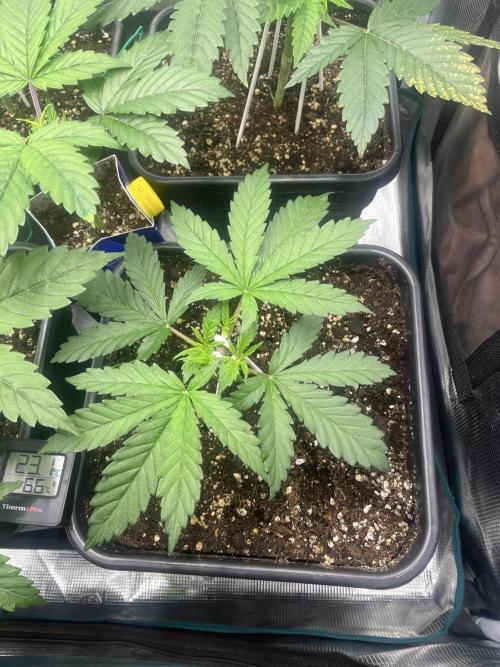 Mimosa x Orange Punch. Week 4