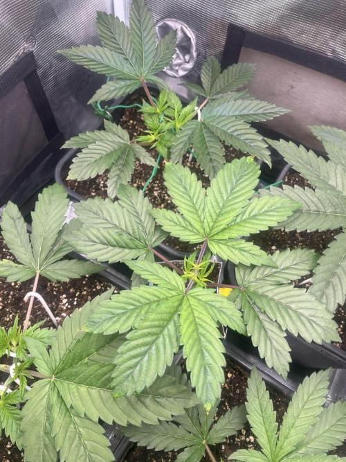 Mimosa x Orange Punch. Week 4