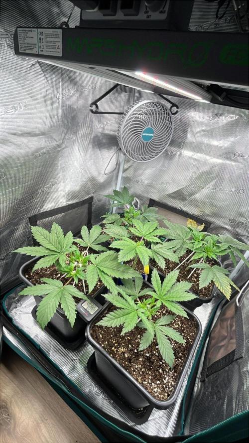 Mimosa x Orange Punch. Week 4