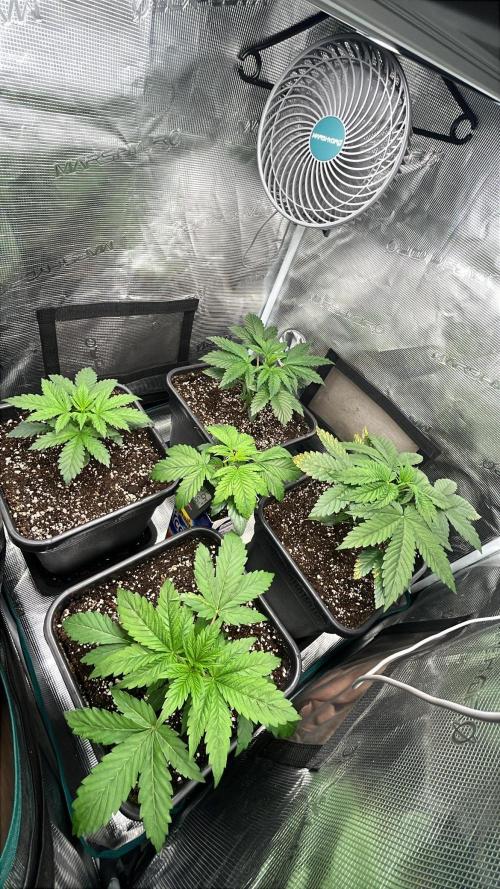 Mimosa x Orange Punch. Week 4