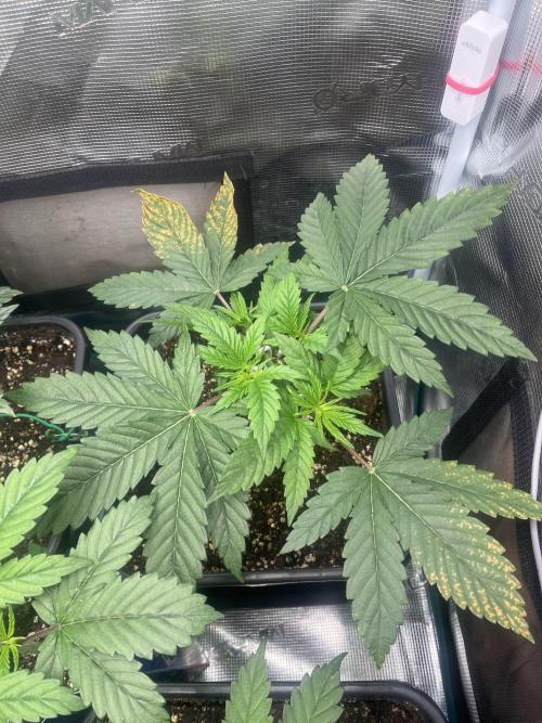 Mimosa x Orange Punch. Week 4