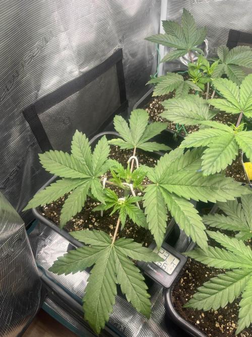 Mimosa x Orange Punch. Week 4