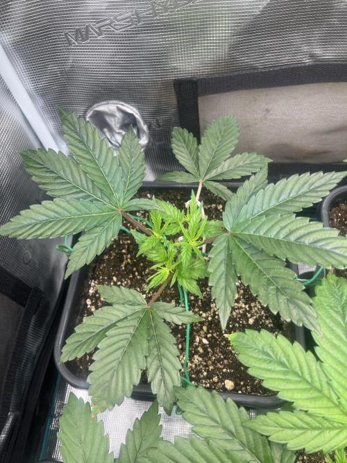 Mimosa x Orange Punch. Week 4