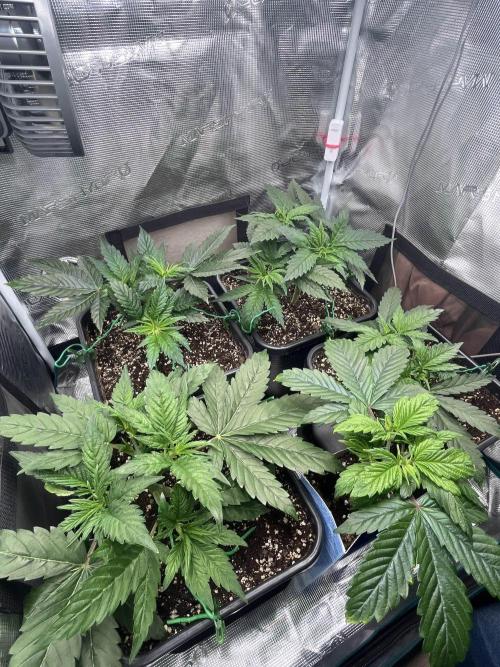 Mimosa x Orange Punch. Week 4