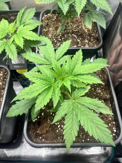 Mimosa x Orange Punch. Week 4