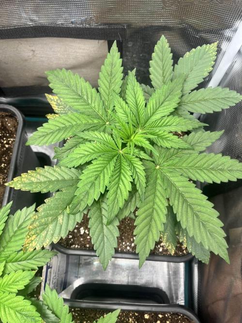 Mimosa x Orange Punch. Week 4