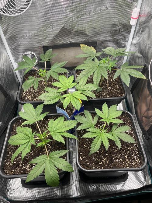 Mimosa x Orange Punch. Week 4