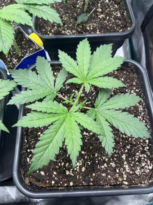 Mimosa x Orange Punch. Week 4