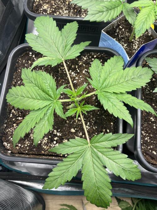 Mimosa x Orange Punch. Week 4