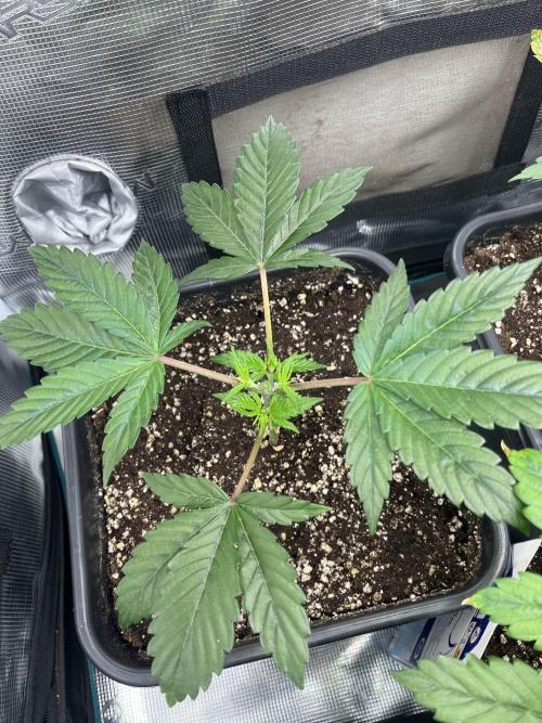 Mimosa x Orange Punch. Week 4