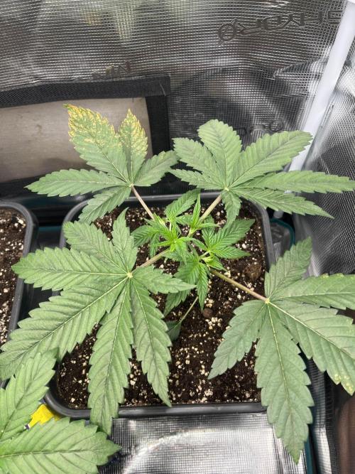 Mimosa x Orange Punch. Week 4