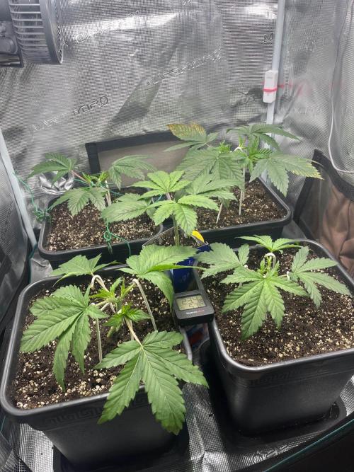 Mimosa x Orange Punch. Week 4