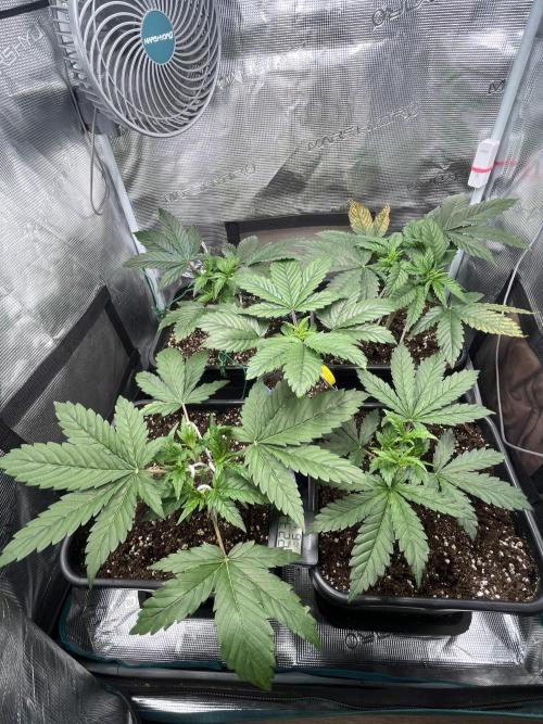 Mimosa x Orange Punch. Week 4