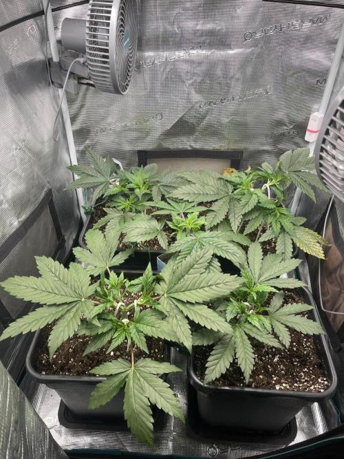 Mimosa x Orange Punch. Week 4