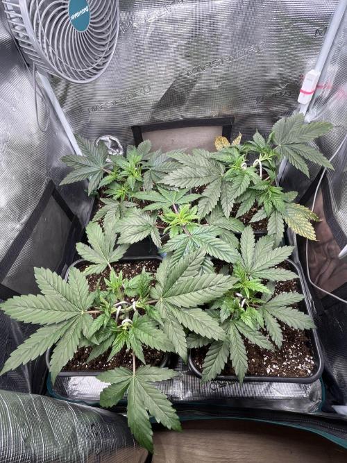 Mimosa x Orange Punch. Week 4