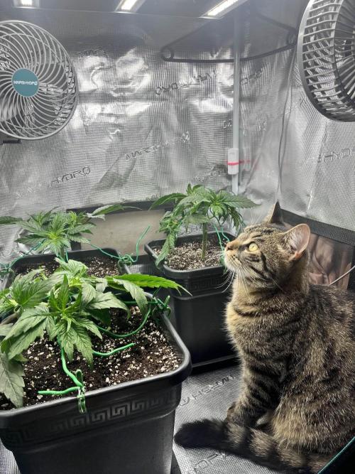 Mimosa x Orange Punch. Week 4