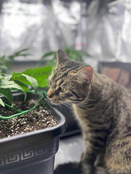 Mimosa x Orange Punch. Week 4