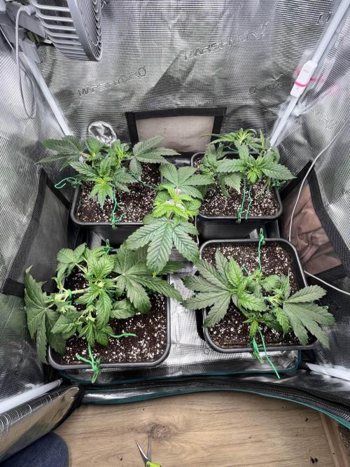 Mimosa x Orange Punch. Week 4