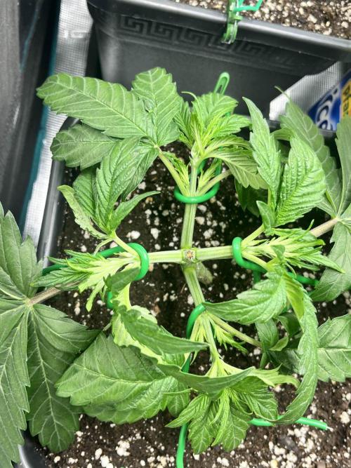 Mimosa x Orange Punch. Week 4