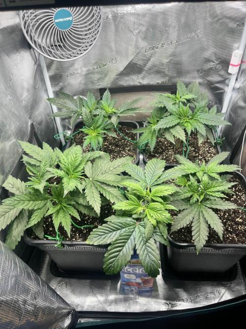 Mimosa x Orange Punch. Week 4