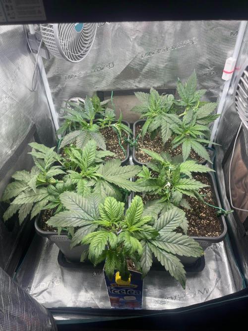 Mimosa x Orange Punch. Week 5