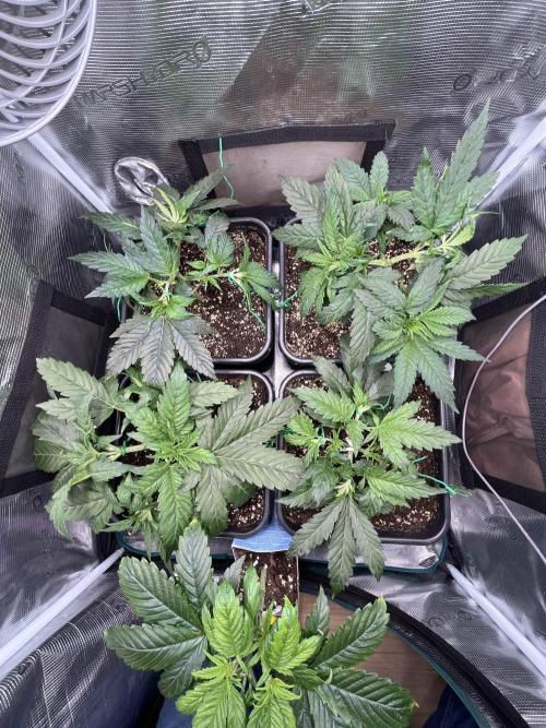 Mimosa x Orange Punch. Week 5