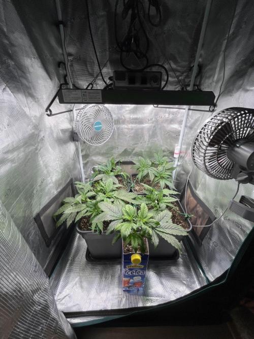 Mimosa x Orange Punch. Week 5