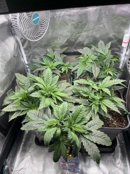 Mimosa x Orange Punch. Week 5