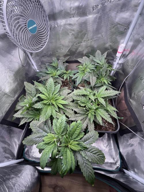 Mimosa x Orange Punch. Week 5