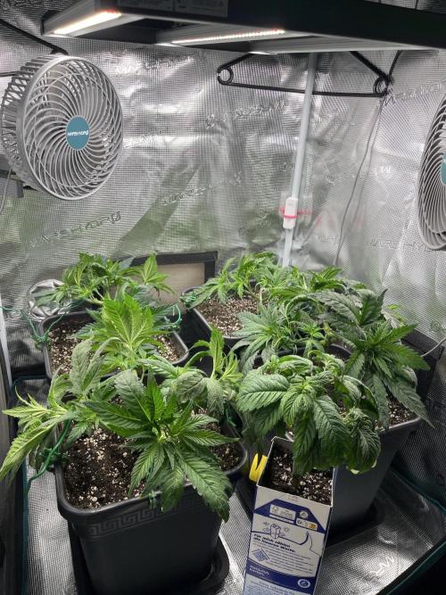 Mimosa x Orange Punch. Week 5