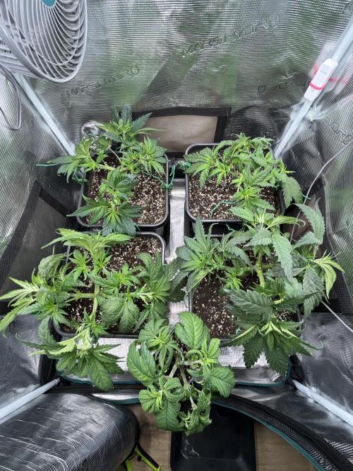 Mimosa x Orange Punch. Week 5