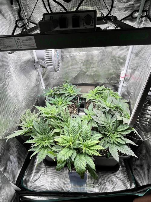 Mimosa x Orange Punch. Week 5