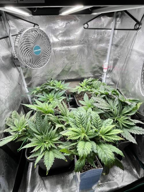 Mimosa x Orange Punch. Week 5