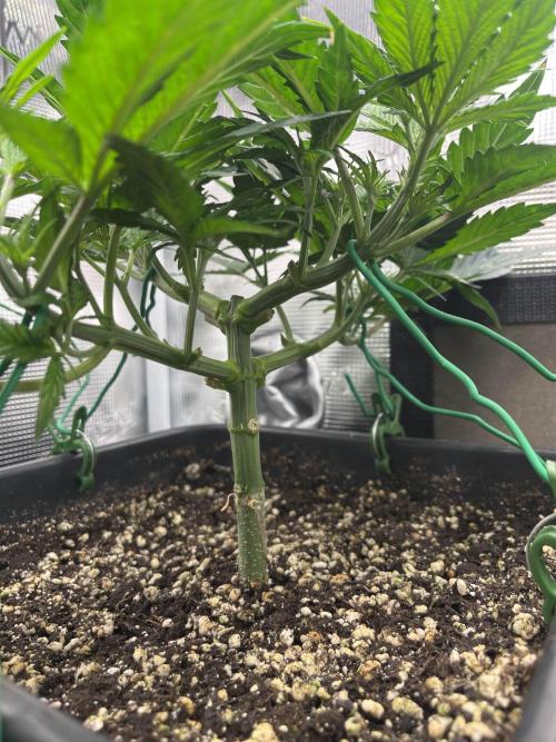 Mimosa x Orange Punch. Week 5