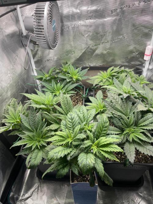 Mimosa x Orange Punch. Week 5