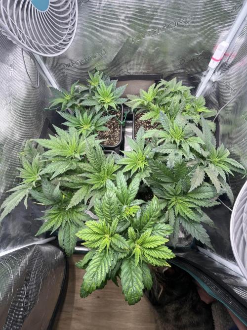 Mimosa x Orange Punch. Week 5