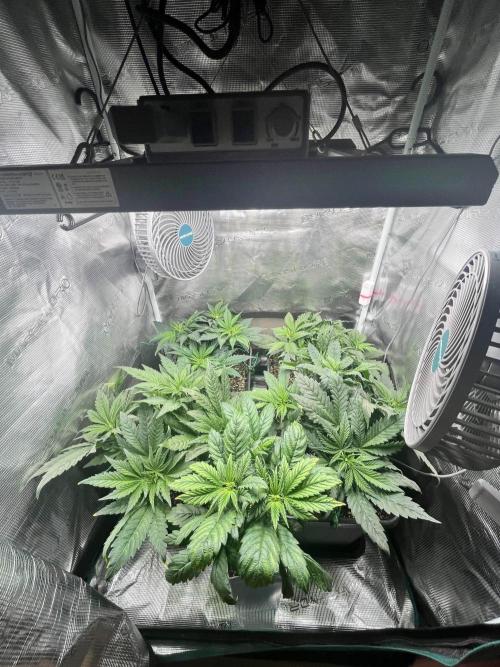 Mimosa x Orange Punch. Week 5