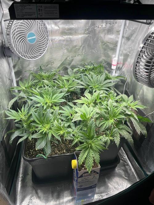 Mimosa x Orange Punch. Week 5