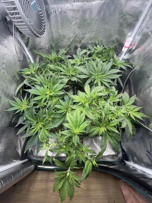 Mimosa x Orange Punch. Week 5