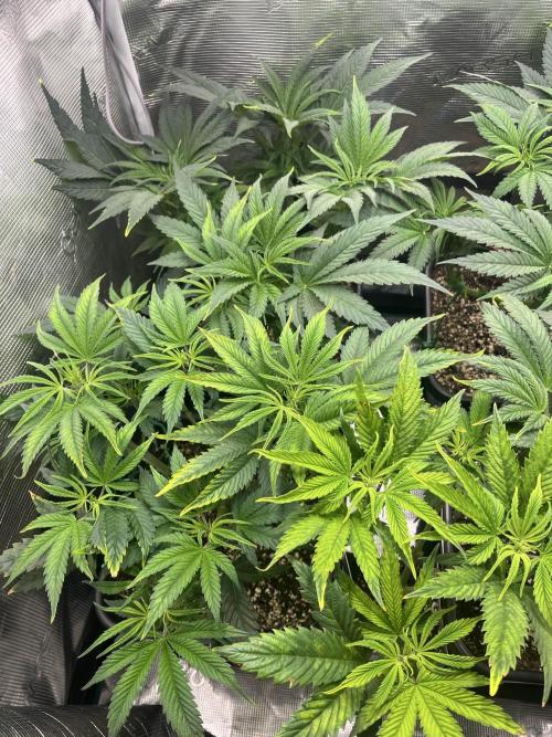 Mimosa x Orange Punch. Week 6