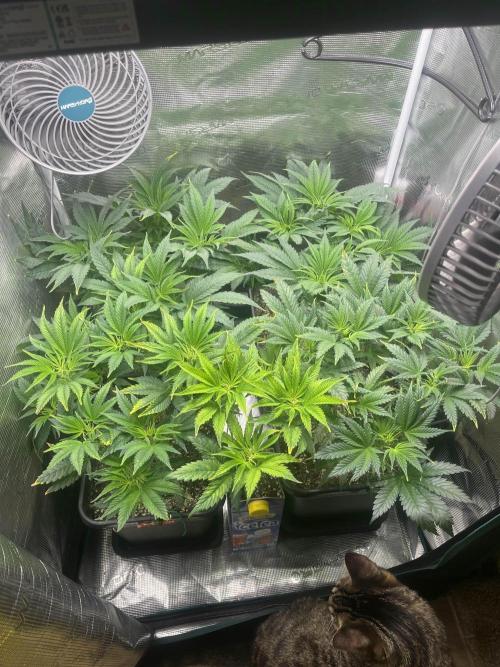 Mimosa x Orange Punch. Week 6