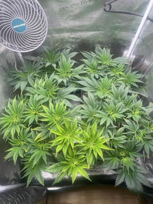 Mimosa x Orange Punch. Week 6