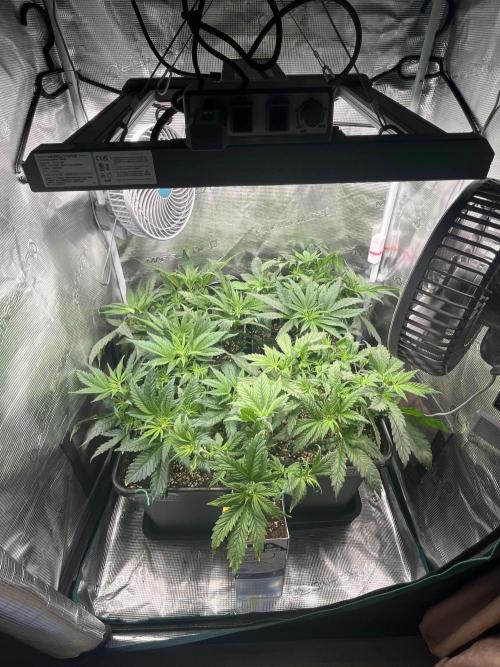 Mimosa x Orange Punch. Week 6