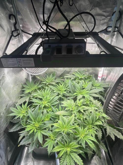 Mimosa x Orange Punch. Week 6