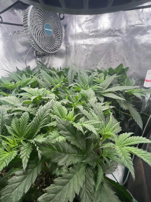 Mimosa x Orange Punch. Week 6