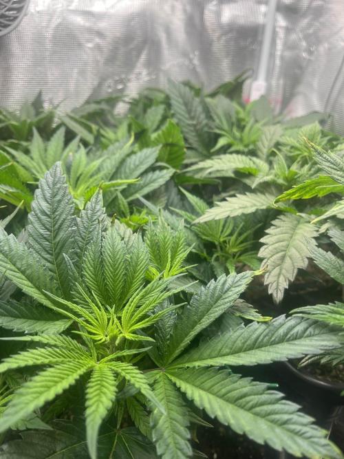 Mimosa x Orange Punch. Week 6